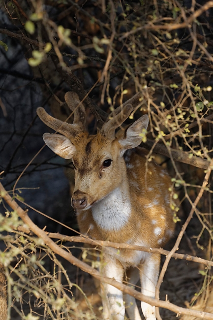 Keoladeo national park-040